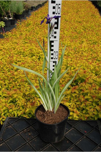 Ірис щетинистий Варієгата - 3л/вис.10-15см/Ø25-30см